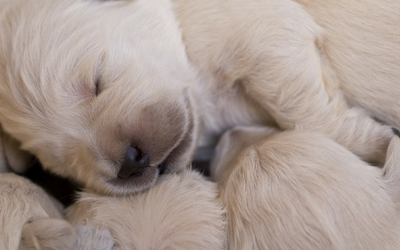 Fading Puppy Syndrome in Dogs | VCA Animal Hospitals