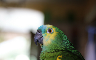 amazon_parrots_-_general