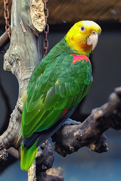double_yellow_head_parrot_general