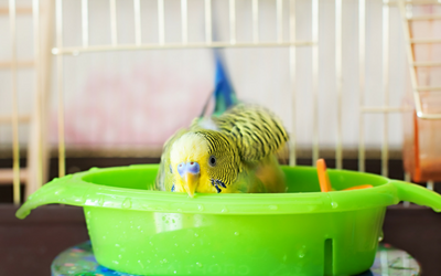bathing_bird_budgerigar_parrot