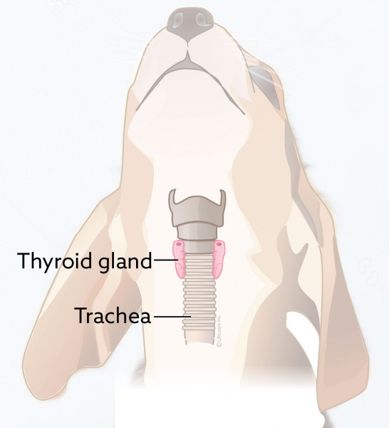 thyroid_gland_position_dog_2017-01