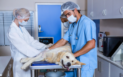 is jaundice in dogs fatal