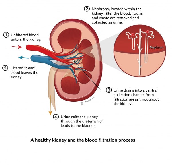 kidney_function_steps_chronic_disease_2018-01