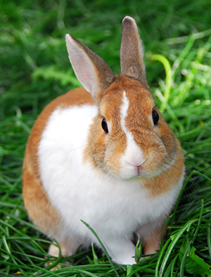 Coccidia in Rabbits | VCA Animal Hospitals