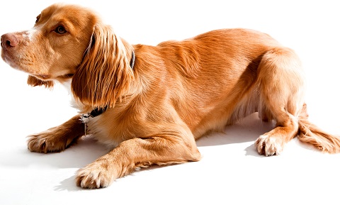 is pancreatitis curable in dogs