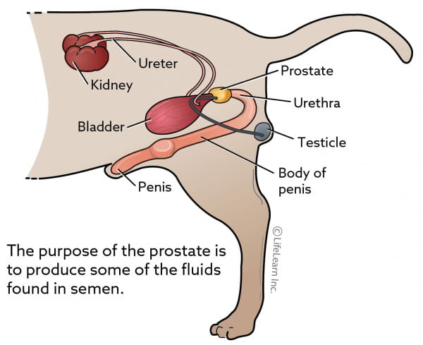 Prostatic Disease In Dogs Vca Animal Hospitals