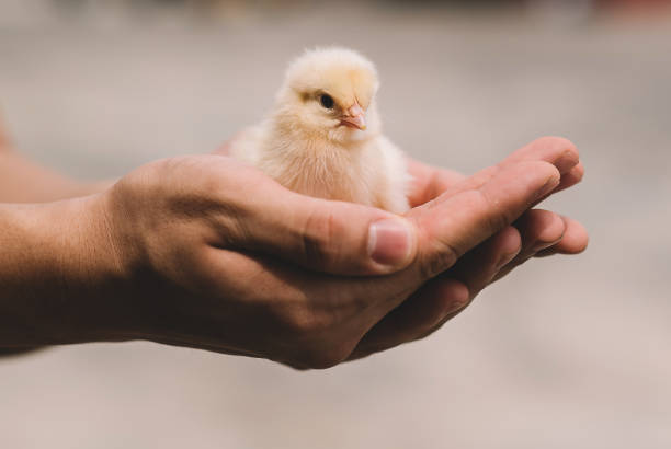 Hand-Feeding Baby Birds | VCA Animal Hospitals