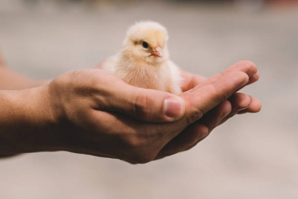 Hand Feeding Baby Birds | VCA Animal Hospitals