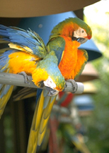 macaws-1