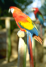 macaws-2