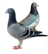 pigeons_and_doves-1