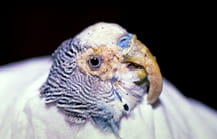 Psittacine Beak and Feather Disease in Pet Birds | VCA Animal Hospital