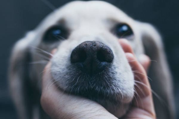 Autoimmune Skin Disease in Dogs | VCA Animal Hospitals
