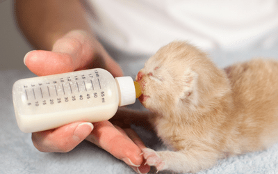 Feeding kittens cow milk best sale