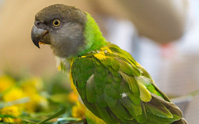 Feeding Senegal Parrots | VCA Animal Hospital