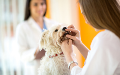 Dental Cleaning in Dogs