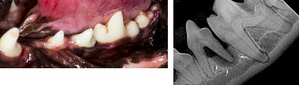 can a dog have an x ray without anaesthetic