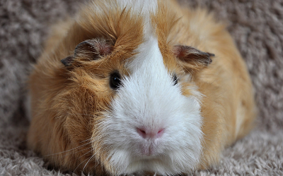 small animal vet near me guinea pig