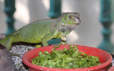 Feeding Iguanas | VCA Animal Hospitals