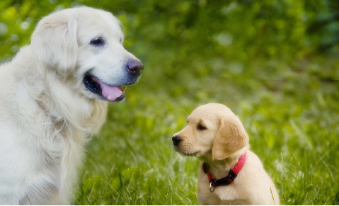 dog_behavior_and_training__introducing_a_new_dog_to_your_family_dog