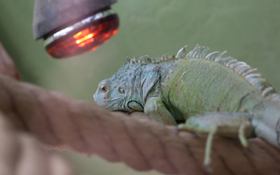 pet iguana