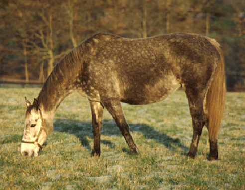 caring_for_the_older_horse_or_pony-1