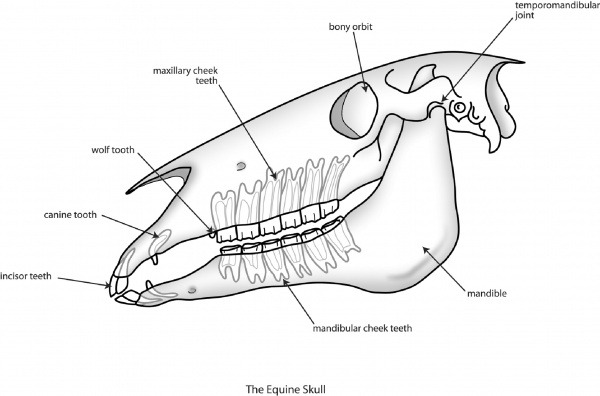 Equine Dentistry | VCA Animal Hospital