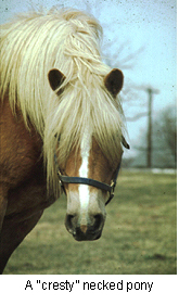 equine_metabolic_syndrome-1