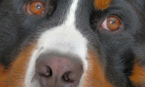 can eye ulcers in dogs cause blindness