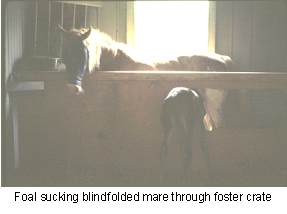 fostering_foals-1