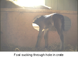 fostering_foals-2