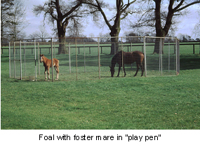 fostering_foals-3