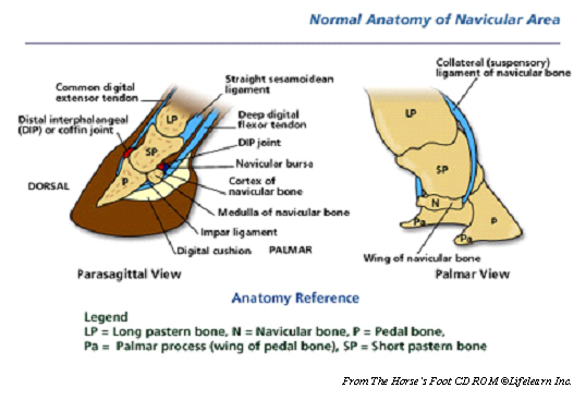 navicular_syndrome-1