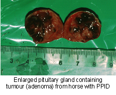 pituitary_para_intermedia_dysfunction_ppid-2