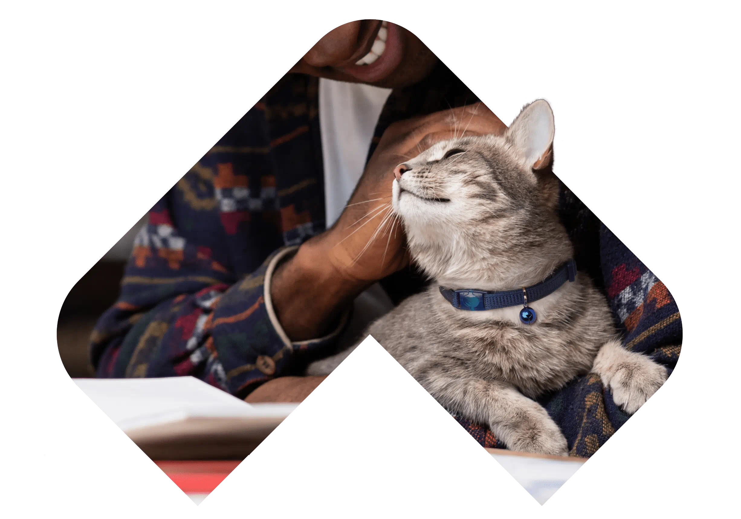 VCA Feline Medical Center