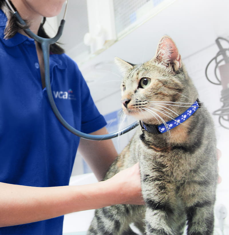 Free First Exam in Philadelphia, PA VCA Cat Hospital of Philadelphia