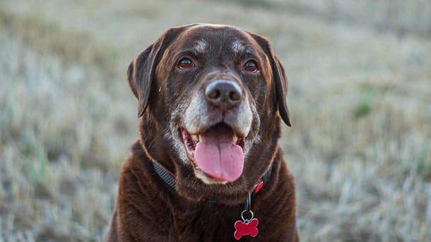 Brown dog sitting in the grass