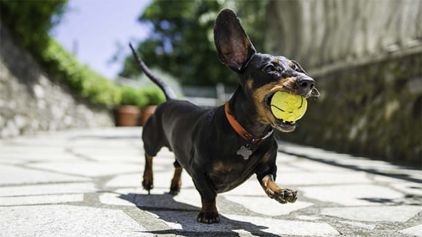 Dachshund running with tennis ball