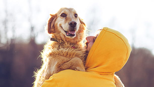 Man wearing yellow hoodie sweatshirt holding a Golden Retriever