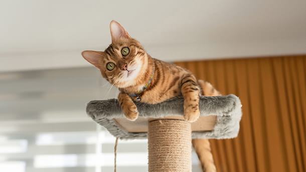 Tabby cat sitting on top of a carpeted cat tree