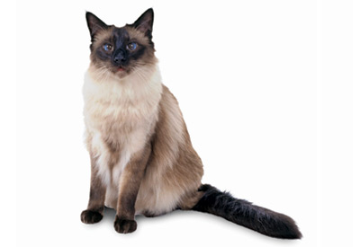Balinese cat breed picture