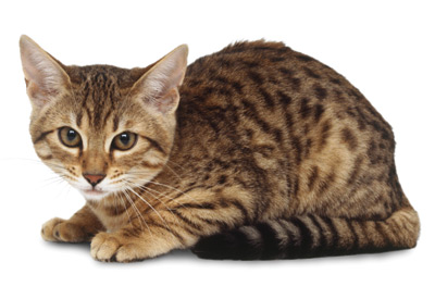 Bengal cat breed picture