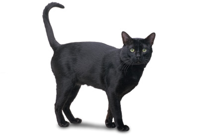 Bombay cat breed picture