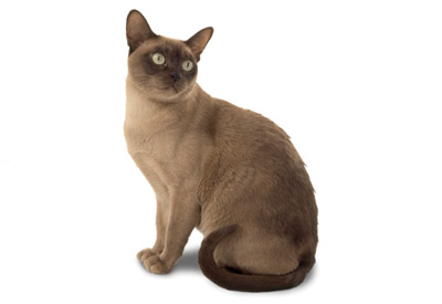 Burmese cat breed picture