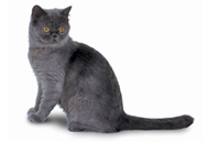 Exotic Shorthair cat breed picture