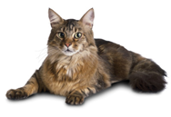 Maine Coon cat breed picture