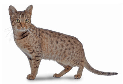 Cat Breed Landing | VCA Animal Hospitals VCA An…