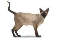 Siamese cat breed picture