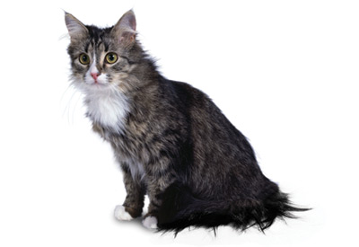 Siberian cat breed picture