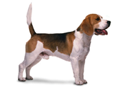 Beagle dog breed picture